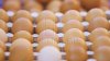 O treime din ouăle de la fermele avicole din Moldova, exportate în Irak. Ce îşi propun proprietarii pentru a extinde piaţa de desfacere