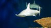 STUDIU: A fost identificată prima specie de rechin omnivor