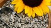 Sigur nu știai asta! Ce beneficii aduc semințele de floarea-soarelui