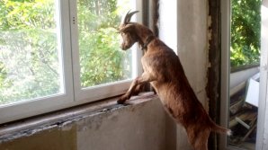 AŞA CEVA NU AI MAI VĂZUT. Un bărbat din Bălţi şi-a amenajat o fermă la bloc. Vecinii sunt îngroziţi