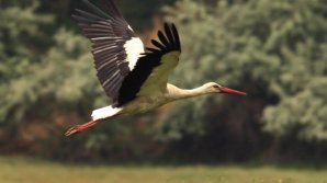 Un cocostârc s-a rătăcit pe străzile din Chișinău. Barza a fost dusă la Grădina Zoologică