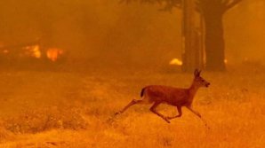 INCENDIUL SE EXTINDE în regiunea Toscana din Italia. Peste 600 de hectare de vegetaţie, transformate în scrum