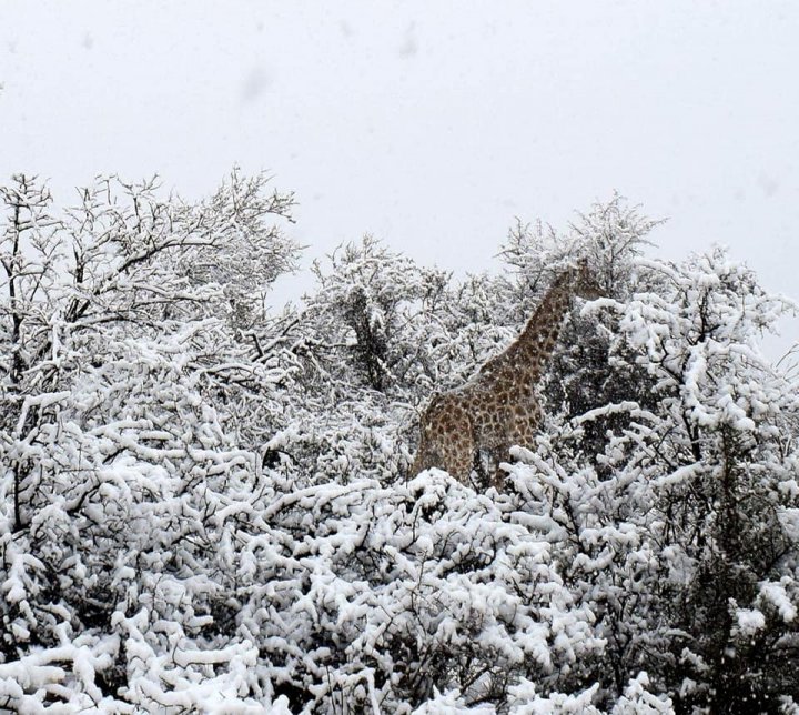 Vreme extremă în lume. În Africa de Sud a nins abundent, iar în Australia stratul de zăpadă a atins 50 de cm (VIDEO/FOTO)