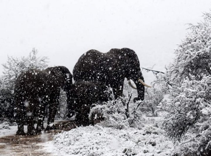 Vreme extremă în lume. În Africa de Sud a nins abundent, iar în Australia stratul de zăpadă a atins 50 de cm (VIDEO/FOTO)