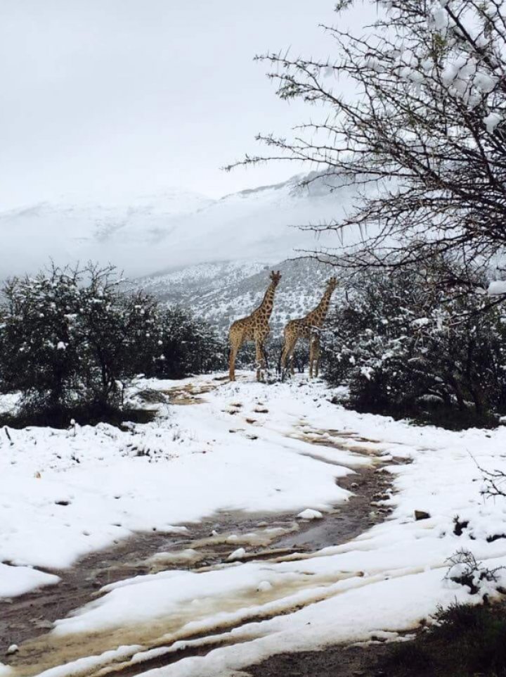 Vreme extremă în lume. În Africa de Sud a nins abundent, iar în Australia stratul de zăpadă a atins 50 de cm (VIDEO/FOTO)