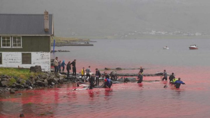 Imagini dramatice! Sute de delfini, sacrificaţi pe o plajă din Insulele Feroe (VIDEO)