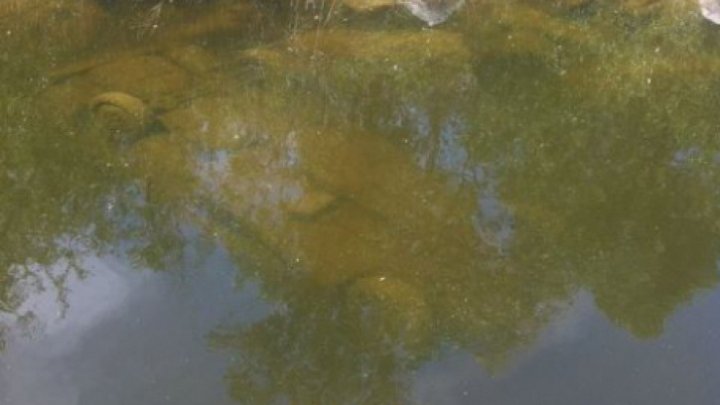 Au ieşit la plimbare pe malul unui lac, dar ce au văzut, a devenit un ŞOC pentru ei