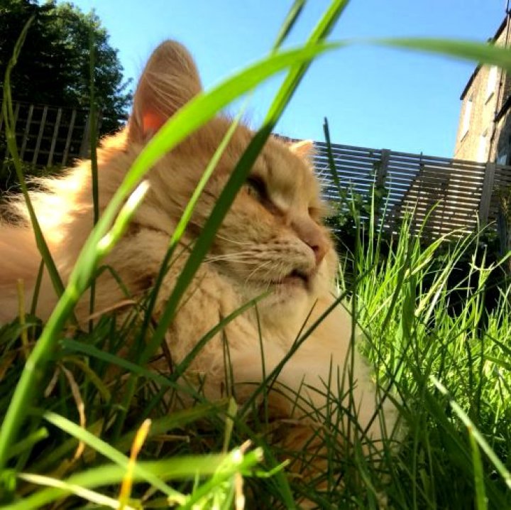 O pisică vedetă pe Instagram care fusese răpită din grădina casei sale a fost găsită (FOTO)