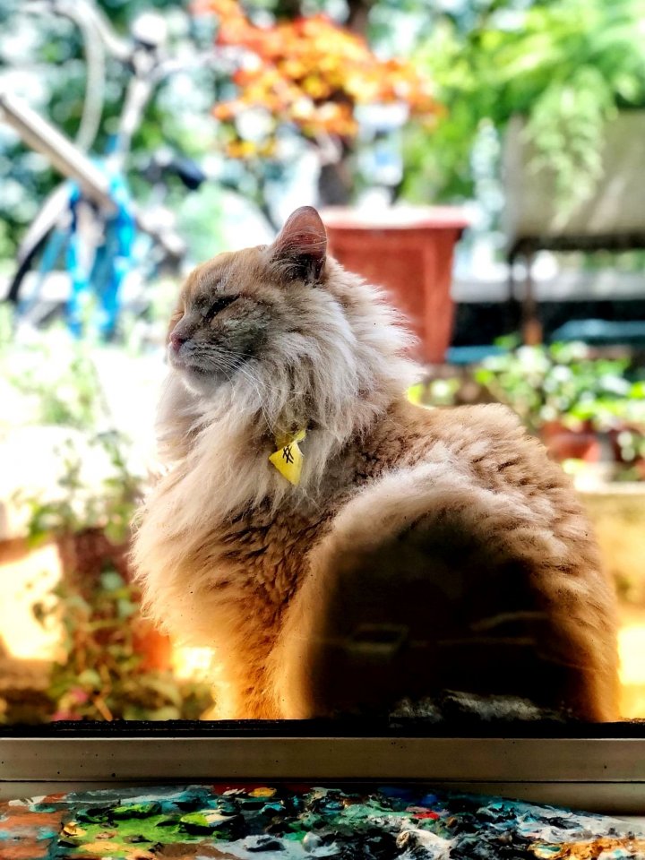 O pisică vedetă pe Instagram care fusese răpită din grădina casei sale a fost găsită (FOTO)