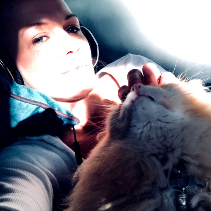 O pisică vedetă pe Instagram care fusese răpită din grădina casei sale a fost găsită (FOTO)