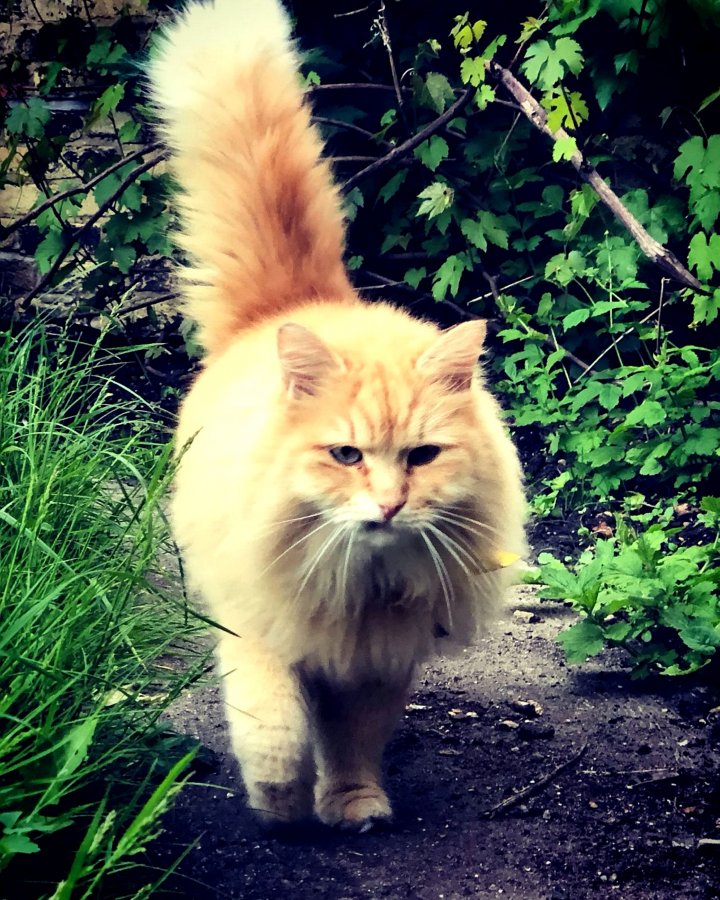 O pisică vedetă pe Instagram care fusese răpită din grădina casei sale a fost găsită (FOTO)