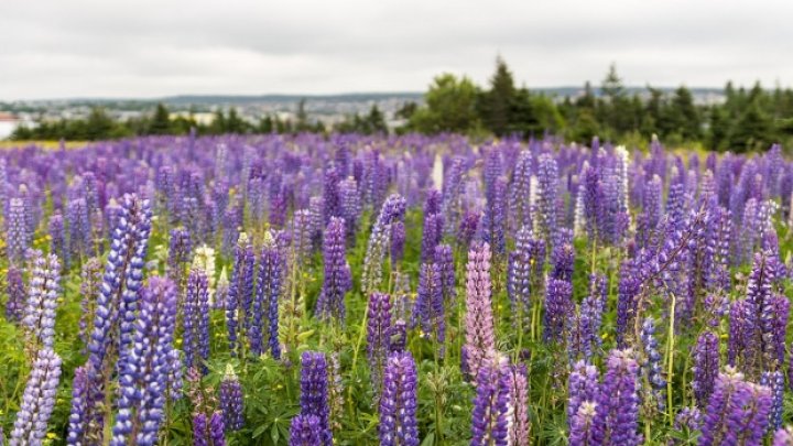 Planta-minune care poate înlocui carnea. Combate diabetul şi obezitatea