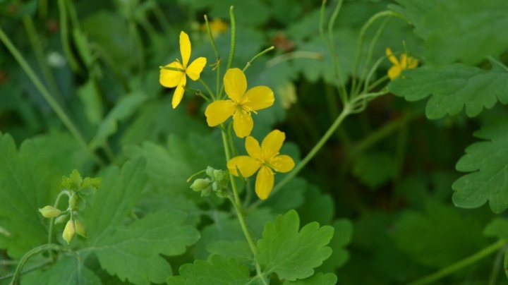 Bine de știut! Planta miraculoasă, care tratează chiar şi cancerul, dar și peste 150 de boli