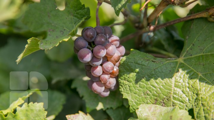 Licoarea lui Bachus, produsă de studenții de la UTM. Tinerii vor învăţa cum se face un vin bun şi de calitate (FOTOREPORT)