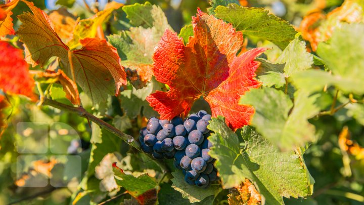 Licoarea lui Bachus, produsă de studenții de la UTM. Tinerii vor învăţa cum se face un vin bun şi de calitate (FOTOREPORT)