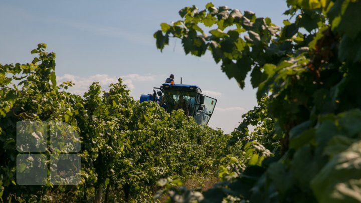 Licoarea lui Bachus, produsă de studenții de la UTM. Tinerii vor învăţa cum se face un vin bun şi de calitate (FOTOREPORT)