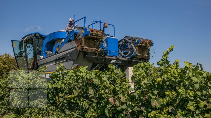 Licoarea lui Bachus, produsă de studenții de la UTM. Tinerii vor învăţa cum se face un vin bun şi de calitate (FOTOREPORT)