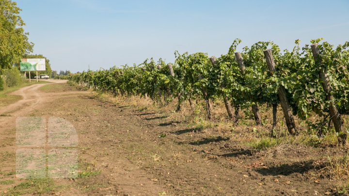 Licoarea lui Bachus, produsă de studenții de la UTM. Tinerii vor învăţa cum se face un vin bun şi de calitate (FOTOREPORT)