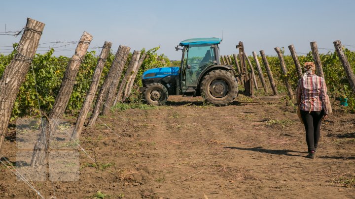 Licoarea lui Bachus, produsă de studenții de la UTM. Tinerii vor învăţa cum se face un vin bun şi de calitate (FOTOREPORT)