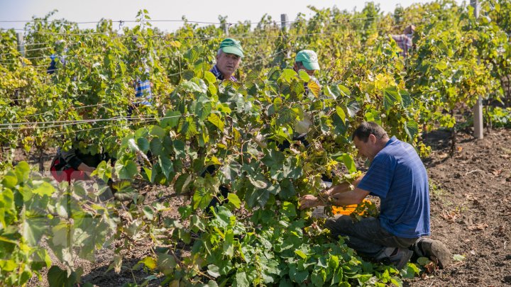 Licoarea lui Bachus, produsă de studenții de la UTM. Tinerii vor învăţa cum se face un vin bun şi de calitate (FOTOREPORT)