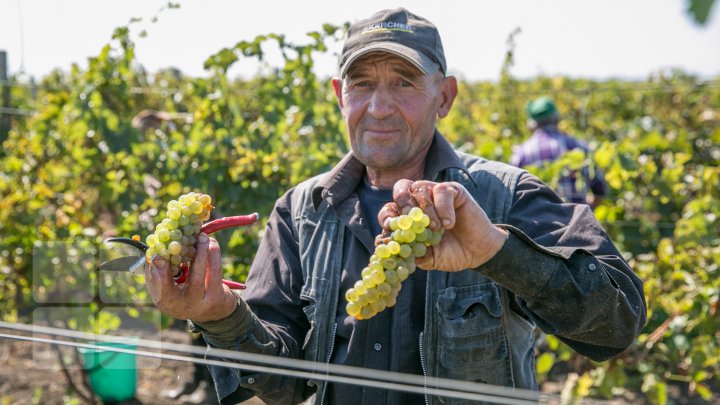 Licoarea lui Bachus, produsă de studenții de la UTM. Tinerii vor învăţa cum se face un vin bun şi de calitate (FOTOREPORT)