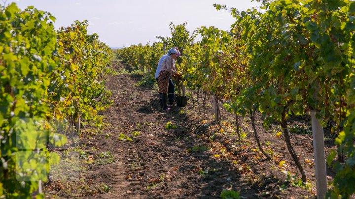 Licoarea lui Bachus, produsă de studenții de la UTM. Tinerii vor învăţa cum se face un vin bun şi de calitate (FOTOREPORT)