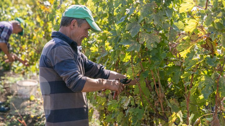 Licoarea lui Bachus, produsă de studenții de la UTM. Tinerii vor învăţa cum se face un vin bun şi de calitate (FOTOREPORT)