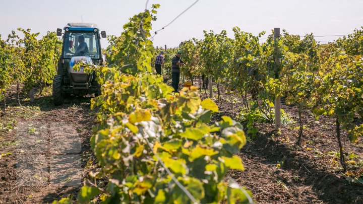 Licoarea lui Bachus, produsă de studenții de la UTM. Tinerii vor învăţa cum se face un vin bun şi de calitate (FOTOREPORT)