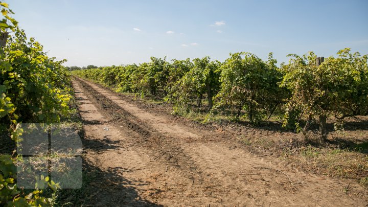 Licoarea lui Bachus, produsă de studenții de la UTM. Tinerii vor învăţa cum se face un vin bun şi de calitate (FOTOREPORT)