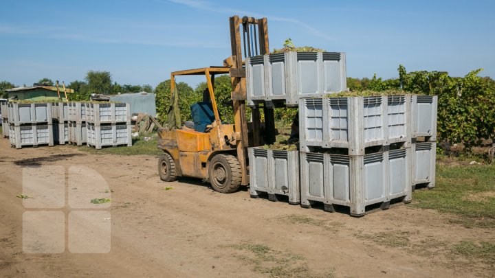 Licoarea lui Bachus, produsă de studenții de la UTM. Tinerii vor învăţa cum se face un vin bun şi de calitate (FOTOREPORT)