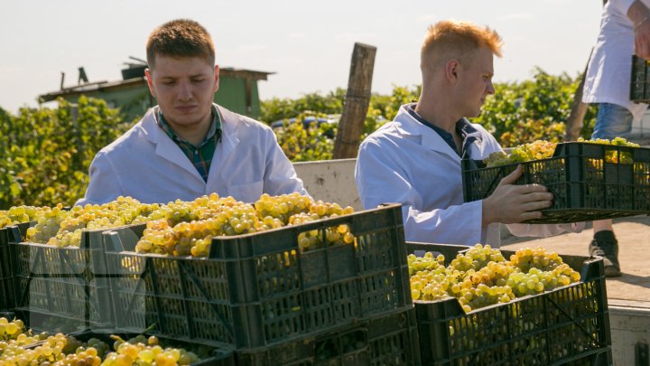 Licoarea lui Bachus, produsă de studenții de la UTM. Tinerii vor învăţa cum se face un vin bun şi de calitate (FOTOREPORT)