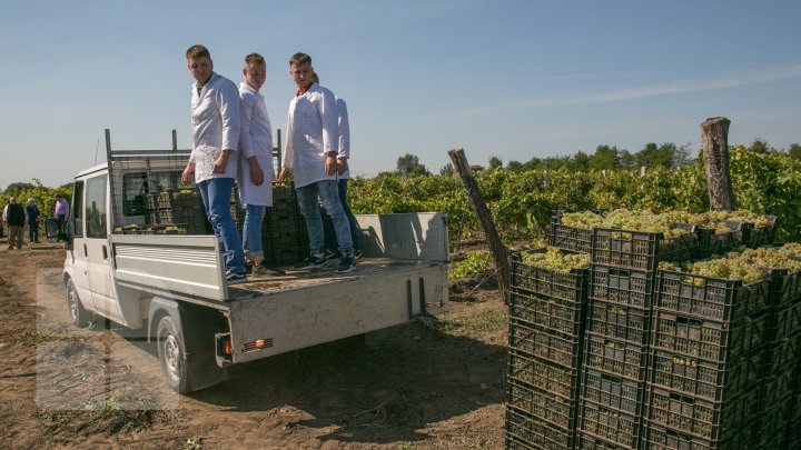 Licoarea lui Bachus, produsă de studenții de la UTM. Tinerii vor învăţa cum se face un vin bun şi de calitate (FOTOREPORT)