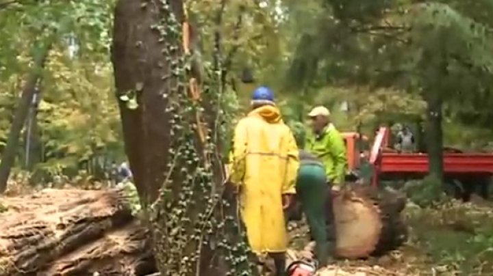 Sculpturile lui Brâncuşi, ÎN PERICOL. Care este cauza