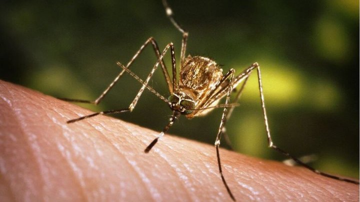 Peste 165 de cazuri de infecţii cu virusul West Nile, confirmate în România. 17 oameni au murit