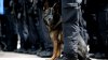 Mafia italiană vrea să ucidă un câine polițist, care a descoperit o cantitate impresionantă de droguri. Ce recompensă oferă pentru GESTUL ORIBIL