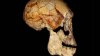 Cea mai veche fosilă umană braziliană Luzia, găsită printre resturile Muzeului din Rio
