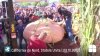 PUBLIKA WORLD: Cel mai greu dovleac din SUA a fost crescut în grădină și cântărește 984 de kilograme (VIDEO)