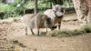 Halloween-ul, sărbătorit la o grădină zoologică din Michigan. Îngrijitorii au hrănit animalele cu dovleci