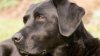 STUDIU: Câinii labrador cu blana ciocolatie trăiesc mai puţin decât semenii lor aurii şi negri