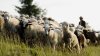 Un agricultor din Dondușeni a suferit pagube de zeci de mii de lei, după ce o turmă de capre şi oi i-a invadat livada