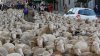Sărbătoarea Transhumanţei: Mii de oi au ocupat principalele străzi din capitala Spaniei
