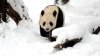 STUDIU: Strămoşii urşilor panda gigant nu se alimentau doar cu bambus 
