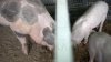 China a confirmat un nou focar de pestă porcină africană în provincia Liaoning din nord-estul ţării