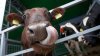A fost detectat un caz al bolii vacii nebune la o fermă din Scoţia