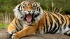 Un tigru din New York a fost depistat pozitiv cu COVID-19