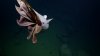 FASCINANT: Apariție rară a unei caracatițe Dumbo, o vietate minunată, în Oceanul Pacific (VIDEO) 