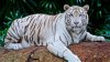 Un îngrijitor de la o grădină zoologică a fost ucis de un exemplar rar de tigru alb