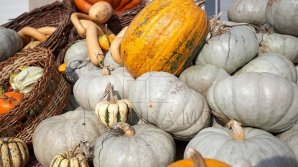 Recolta de bostani este cu 10% mai mare decât anul trecut. Cât costă kilogramul de dovleac 