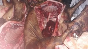 Îţi piere pofta de mâncare! Sute de kg de carne, transportată în CONDIŢII INSALUBRE, urma să ajungă pe mesele noastre (FOTO)