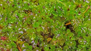 STUDIU: O specie rară de muşchi ar putea fi mai eficientă decât canabisul medicinal